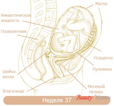 37 неделя беременности